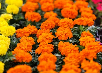 Landesgartenschau Neuss